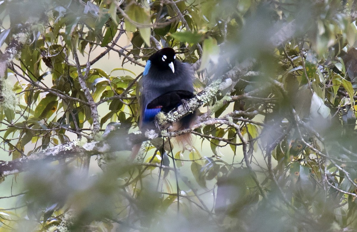 Blue Bird-of-Paradise - ML242118841