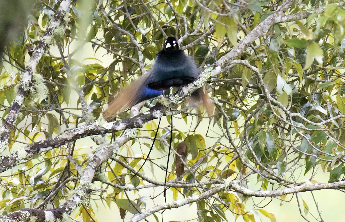 Blue Bird-of-Paradise - ML242119031