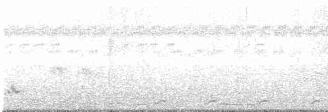Белогрудый погоныш - ML242121531
