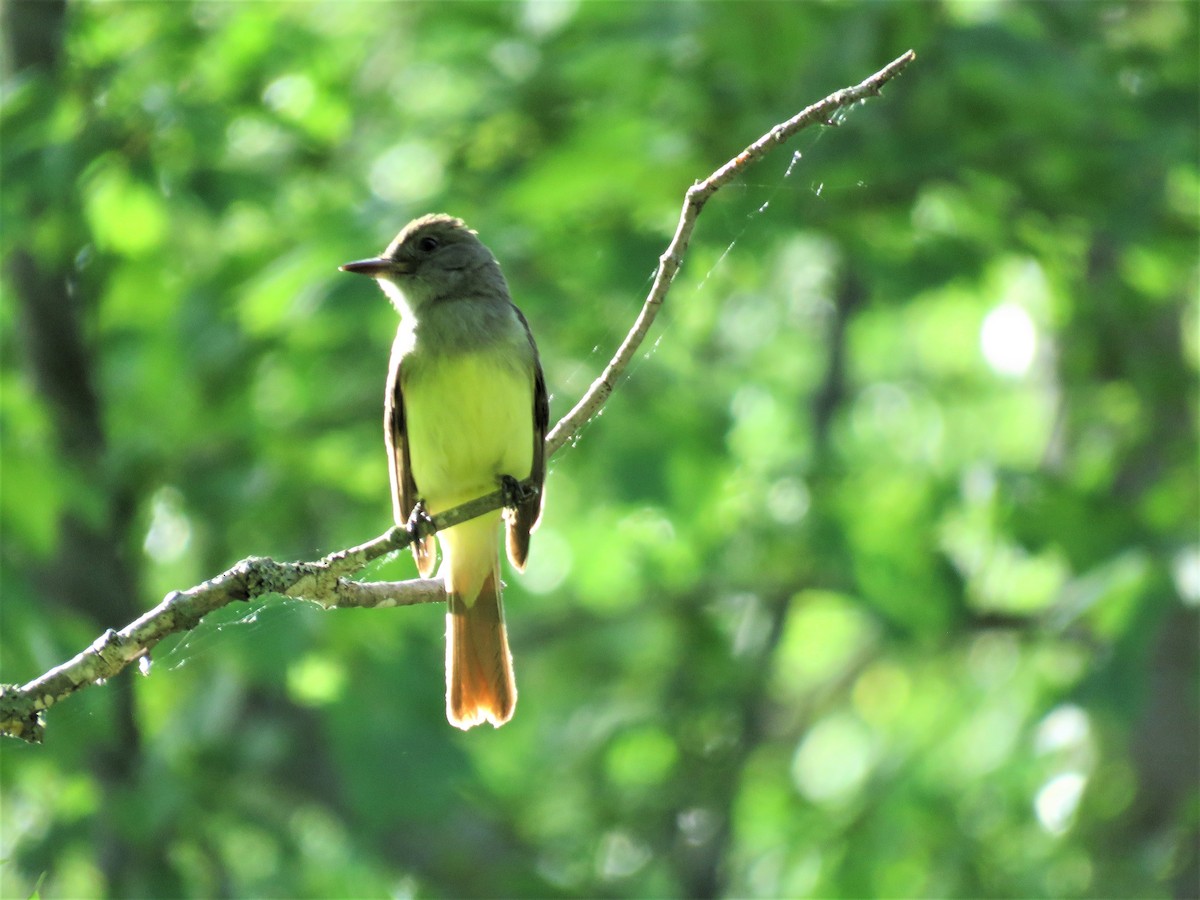 Great Crested Flycatcher - ML242121691