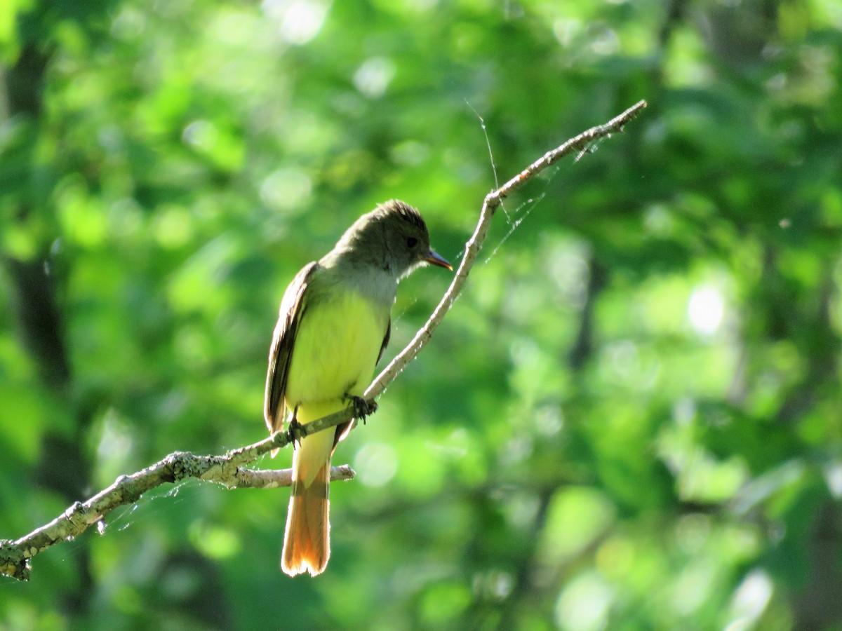 Great Crested Flycatcher - ML242123151