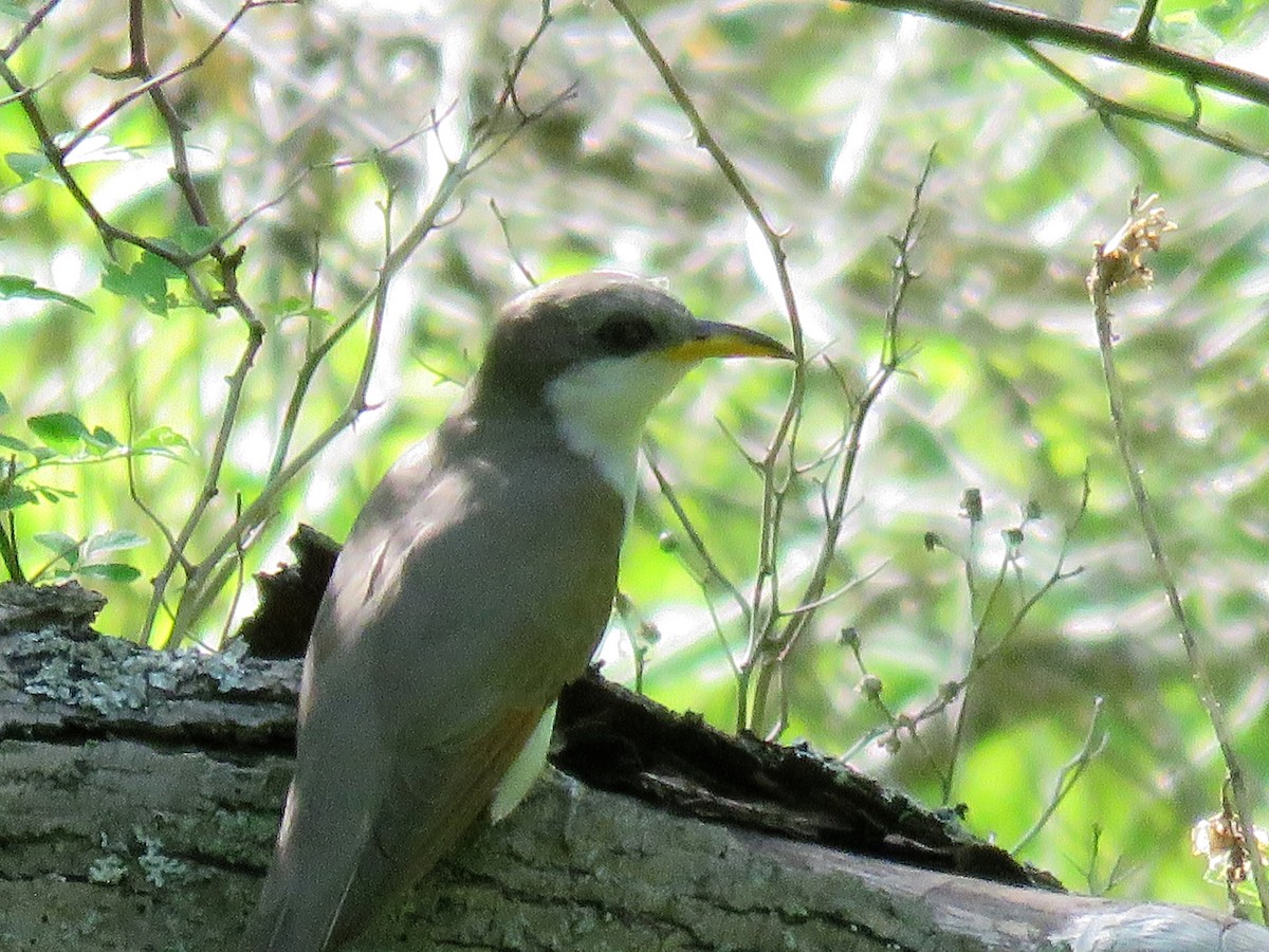 Yellow-billed Cuckoo - ML242123541