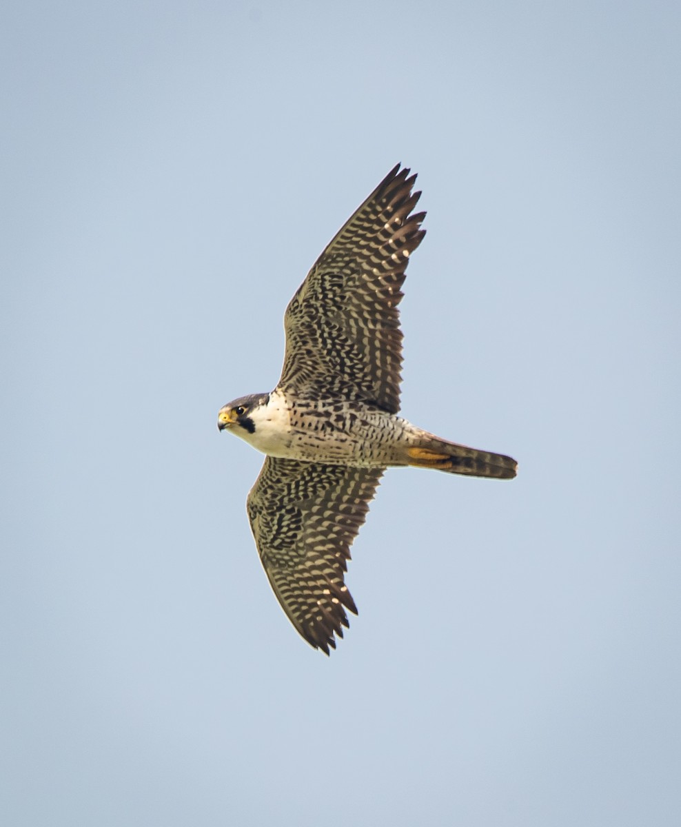 Peregrine Falcon (North American) - ML242125801