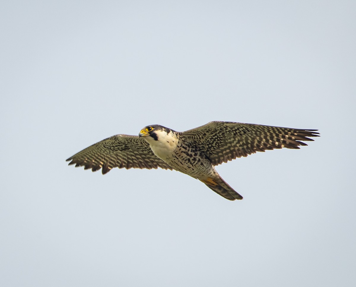 Peregrine Falcon (North American) - bj worth