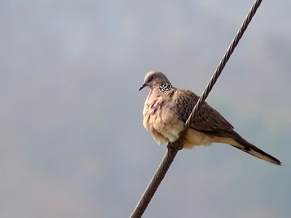 Spotted Dove - ML24212641
