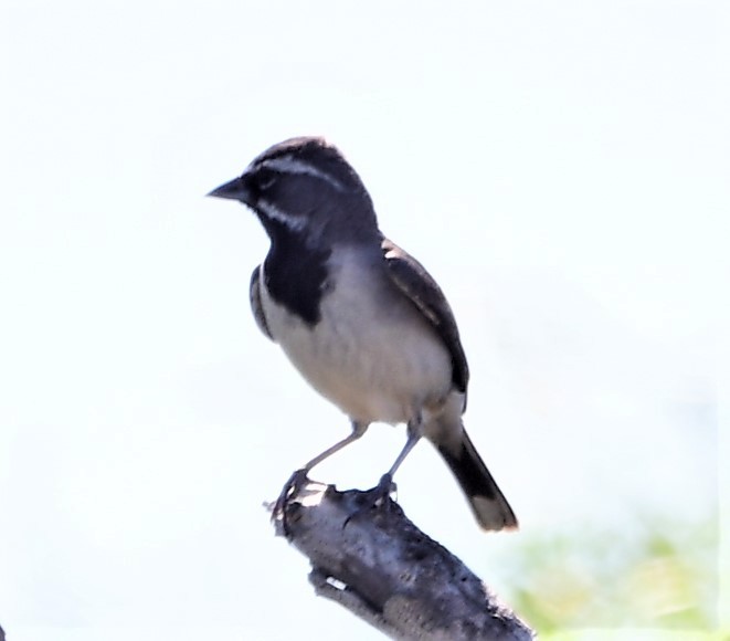 Black-throated Sparrow - Dawn Abbott