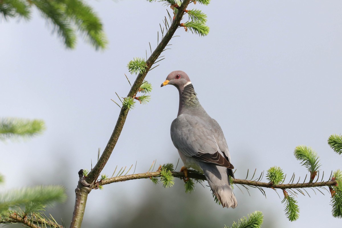 Band-tailed Pigeon - ML242132221