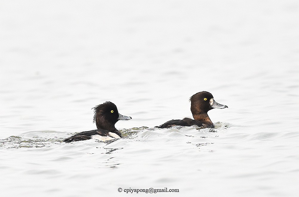 Tufted Duck - ML24213281