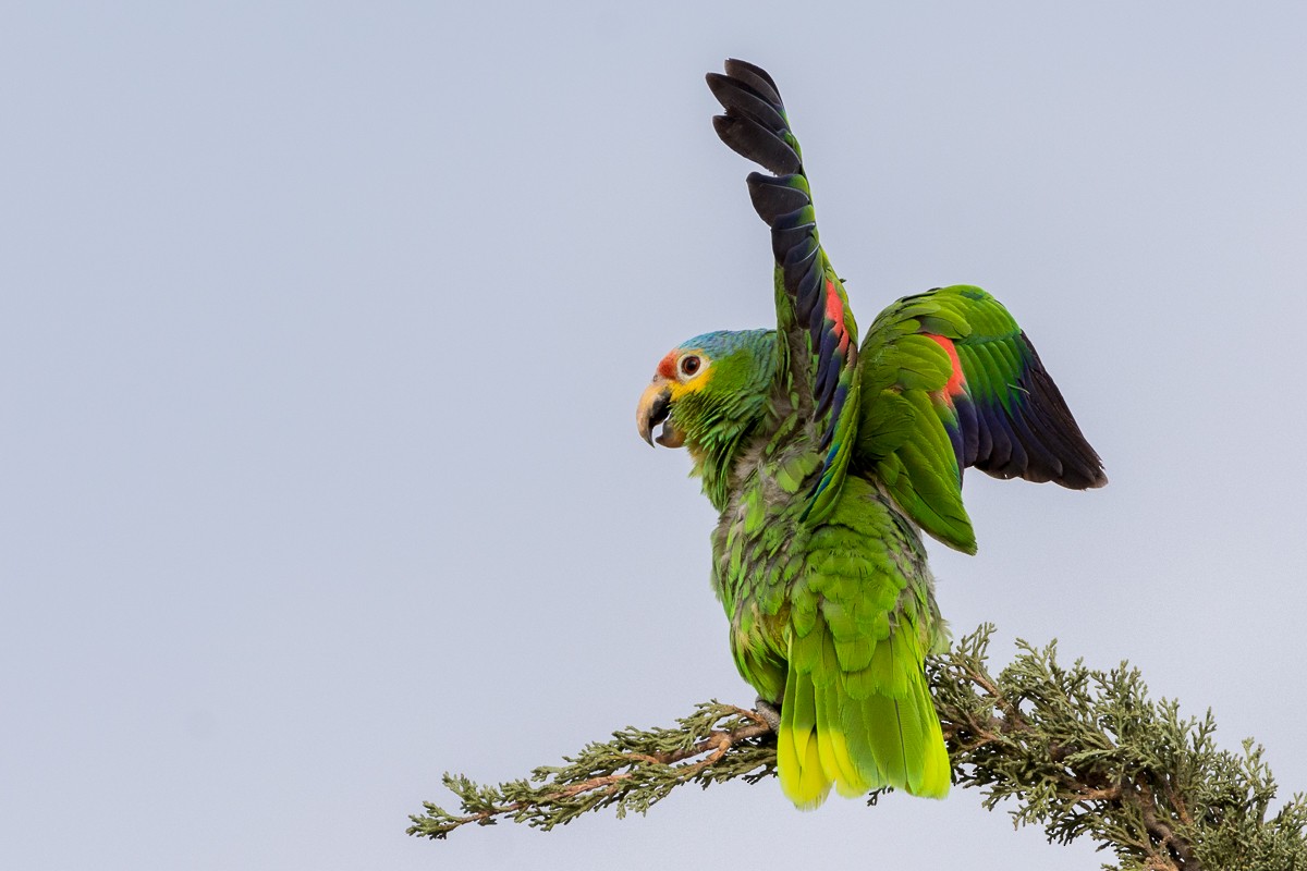 Red-lored Parrot - ML242133891