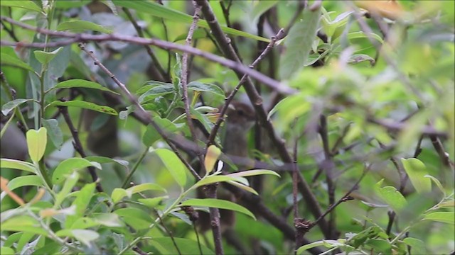 Taiwan Bush Warbler - ML242139601