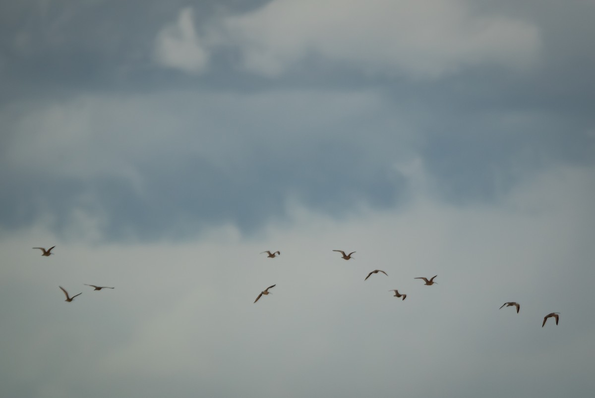 Long-billed Curlew - ML242141221