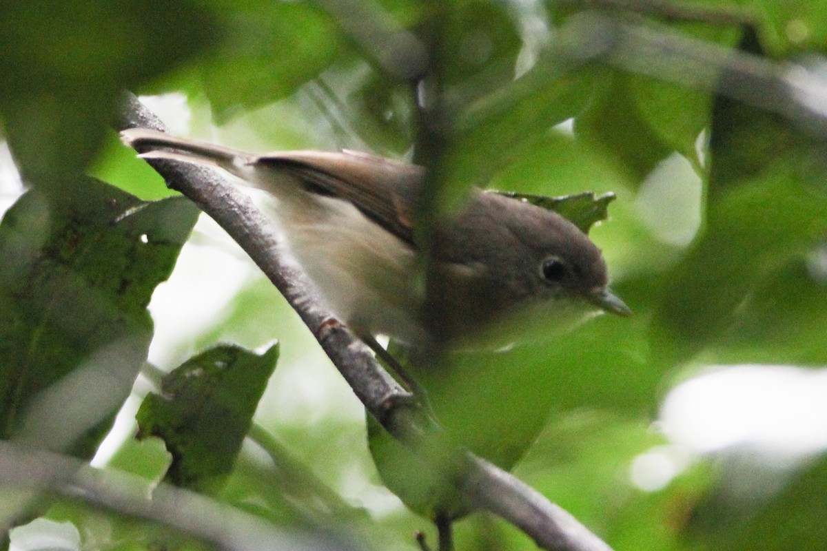 Red-tailed Newtonia - ML242141631