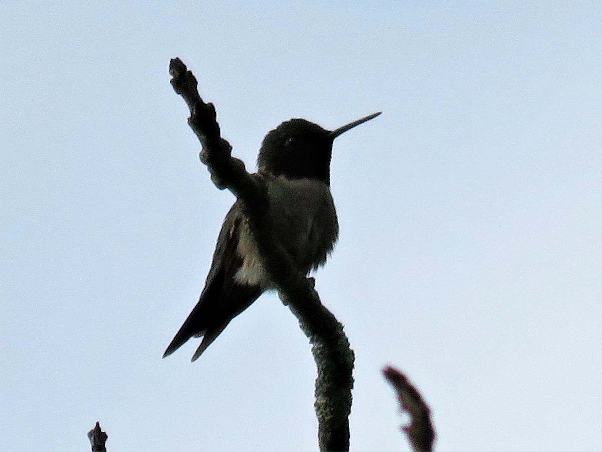 Ruby-throated Hummingbird - ML242142401