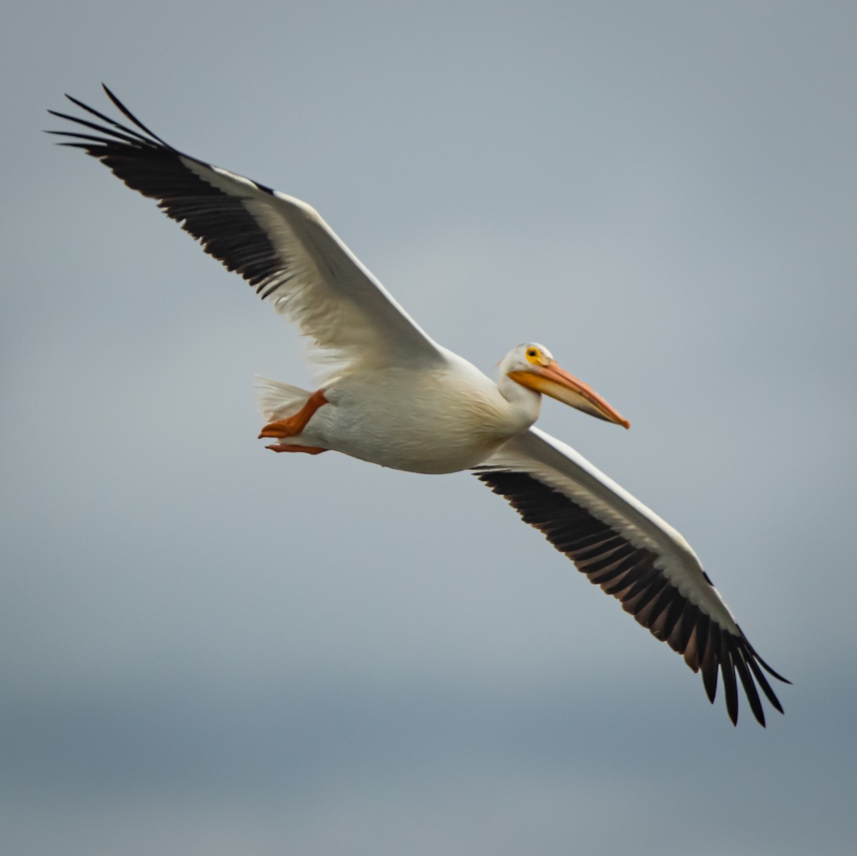 American White Pelican - bj worth
