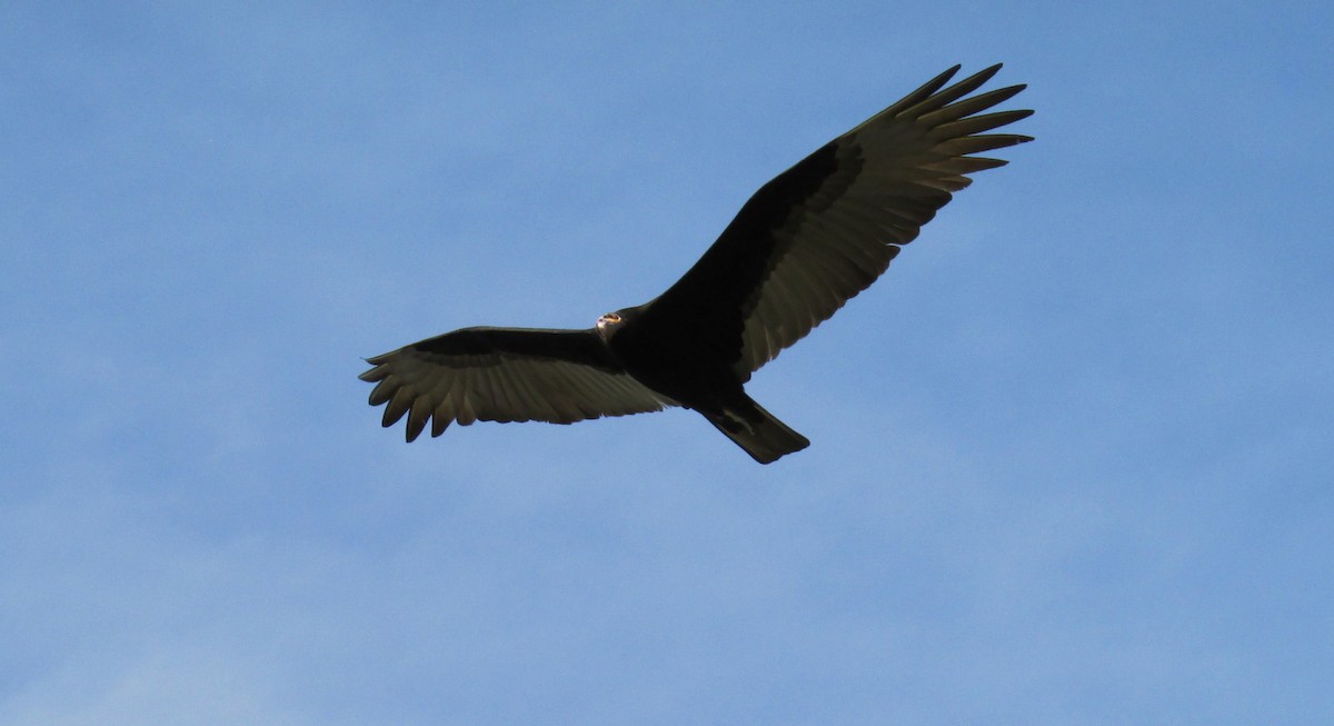 Lesser Yellow-headed Vulture - Ricardo Ortega