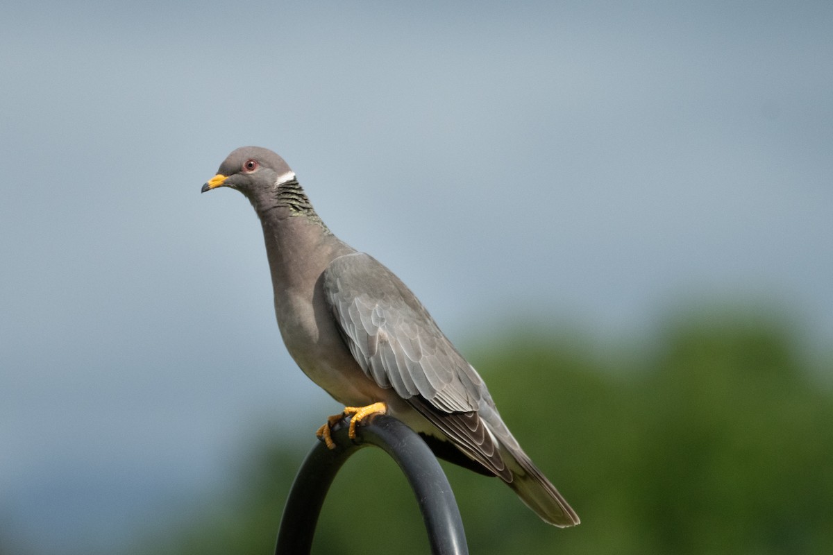 Band-tailed Pigeon - ML242143421