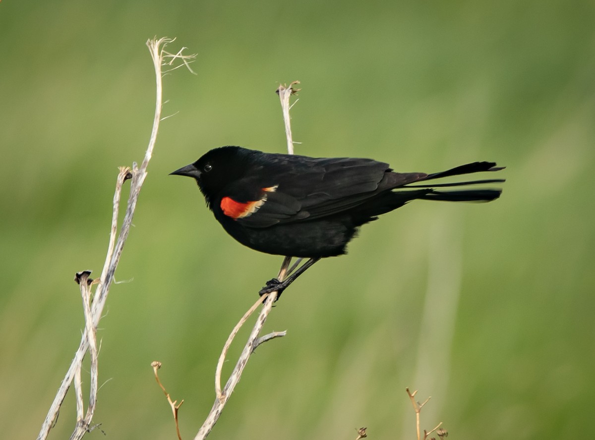 Red-winged Blackbird - ML242143461
