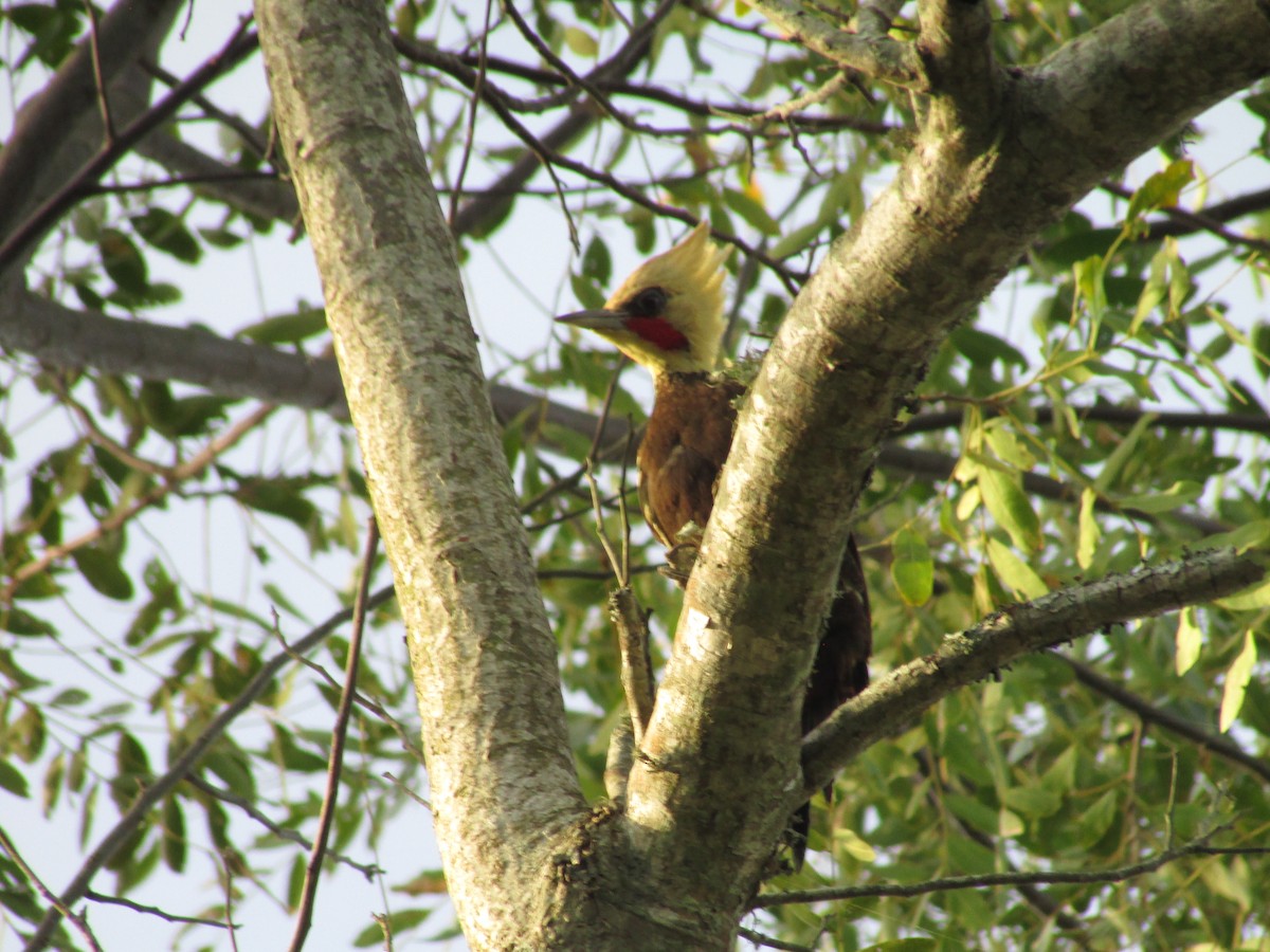 Pale-crested Woodpecker - ML242143721
