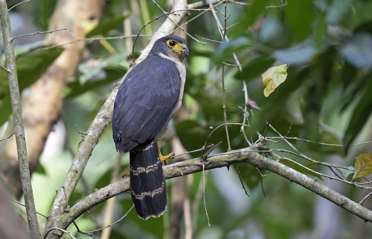 Slaty-backed Forest-Falcon - Daniel López-Velasco | Ornis Birding Expeditions