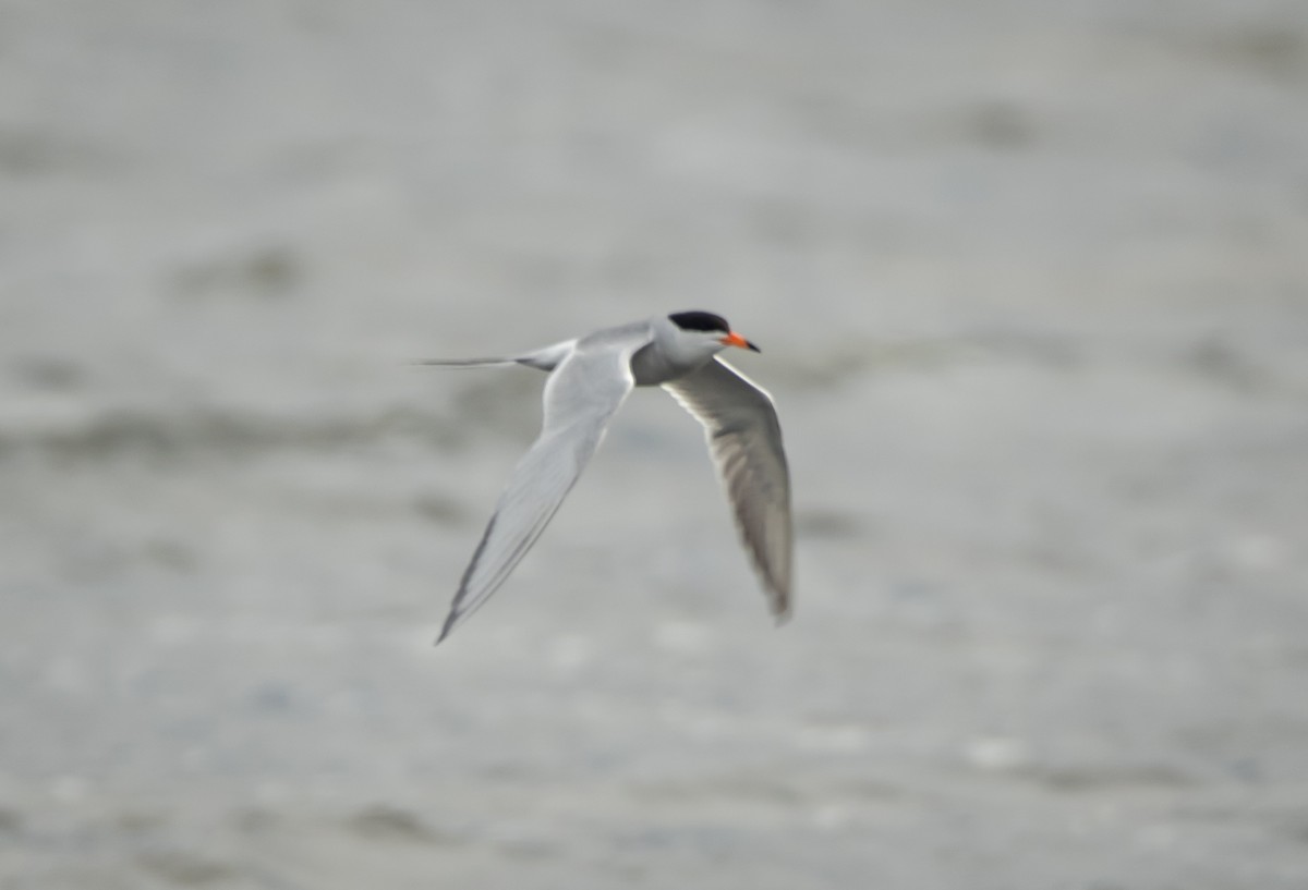 Common Tern - ML242146021