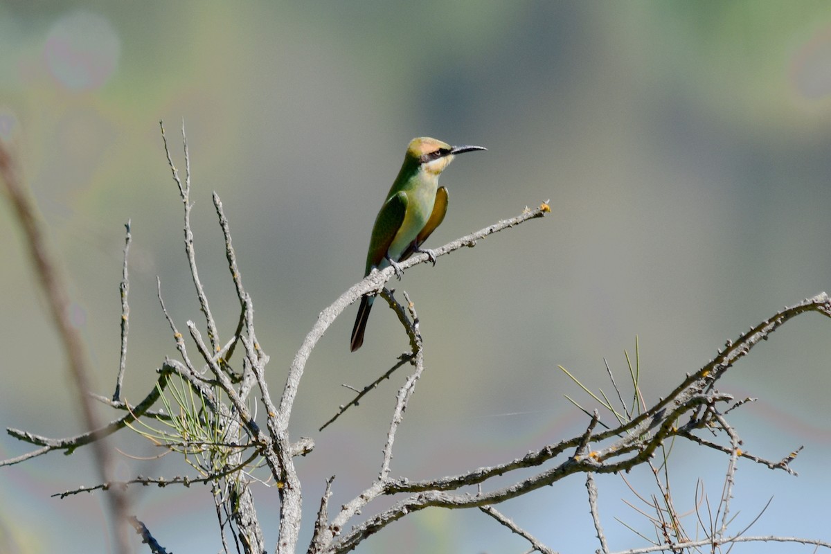 Rainbow Bee-eater - Geoffrey Groom