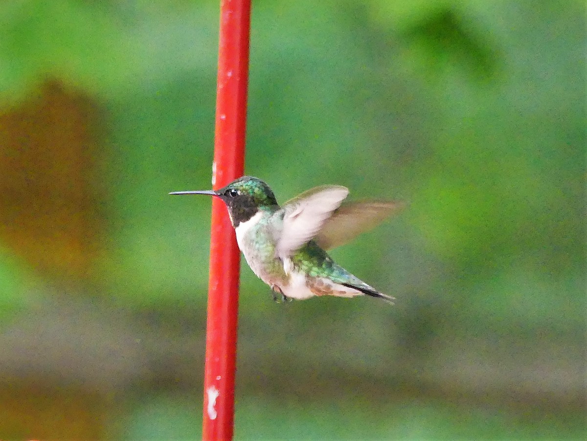 Ruby-throated Hummingbird - ML242147211