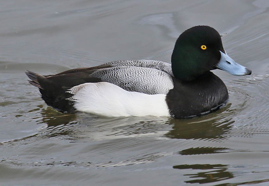 Greater Scaup - ML24214771