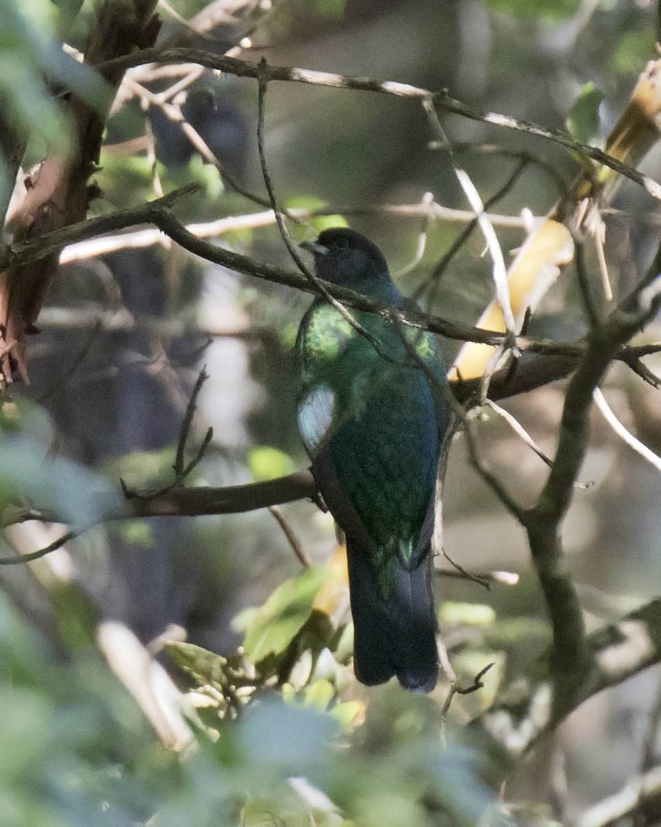 Eared Quetzal - Daniel López-Velasco | Ornis Birding Expeditions