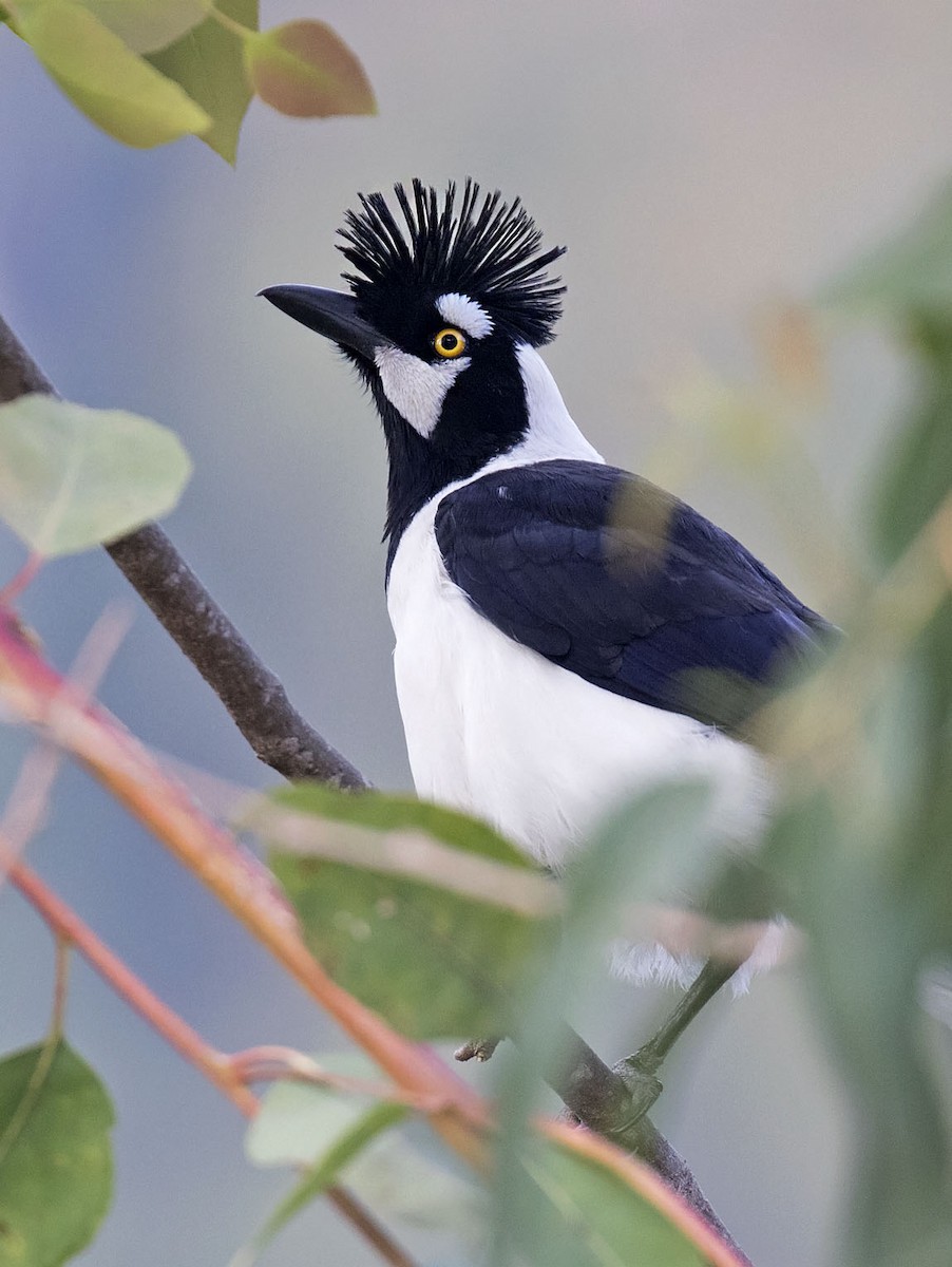 Tufted Jay - Daniel López-Velasco | Ornis Birding Expeditions