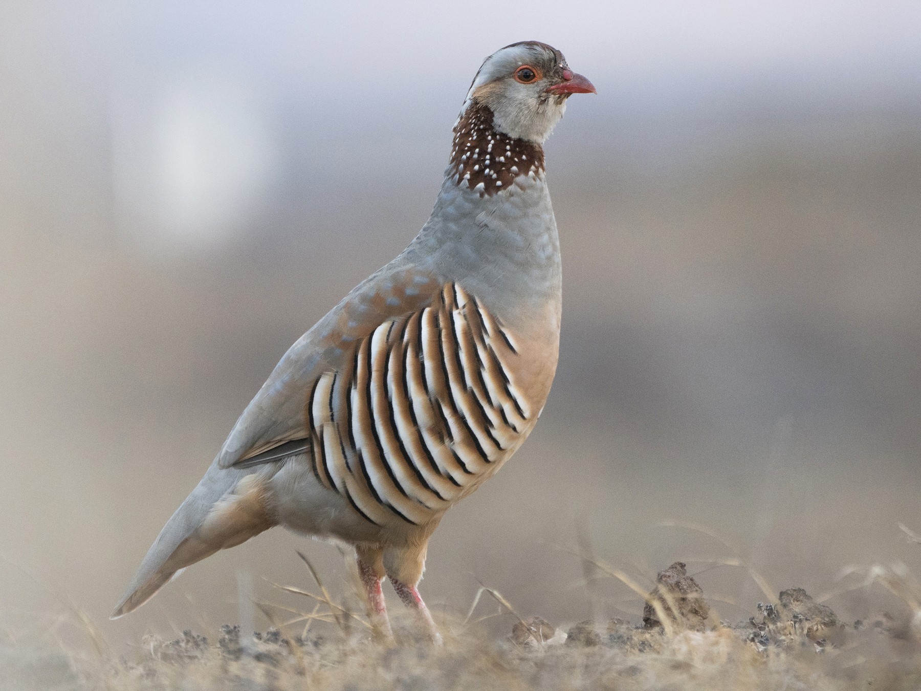 Barbary Partridge - Miguel Rouco