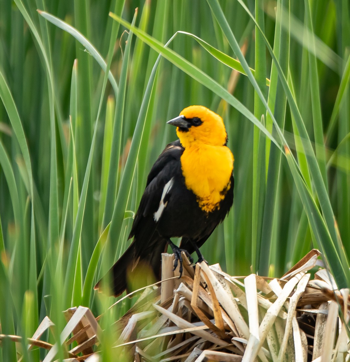 Yellow-headed Blackbird - bj worth