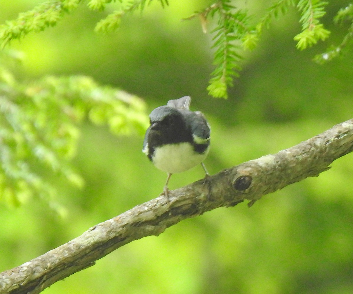 Black-throated Blue Warbler - Glenn Hodgkins
