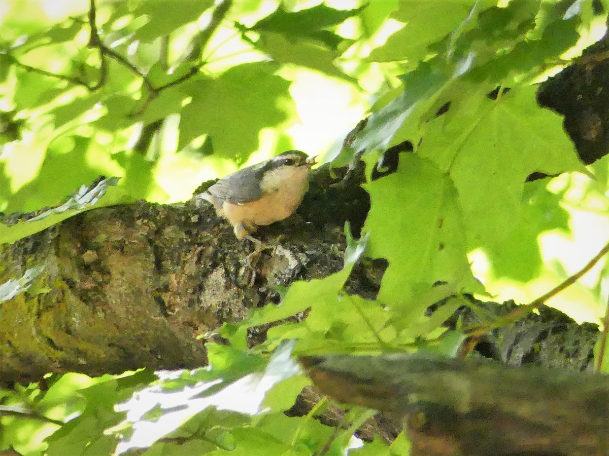 Red-breasted Nuthatch - ML242148761