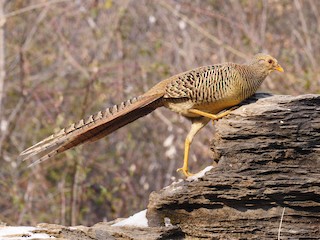 7 Things About Golden Pheasant You Need To Know, by Pets Of usa