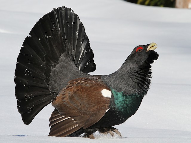 Photos - Western Capercaillie - Tetrao urogallus - Birds of the World