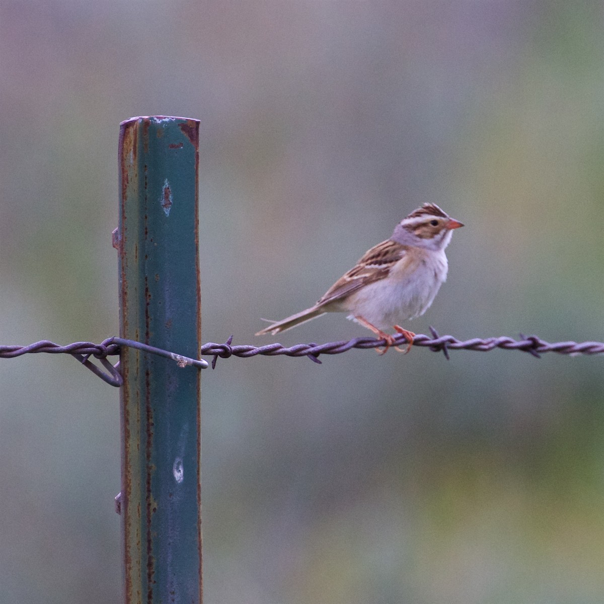 Clay-colored Sparrow - ML242150841