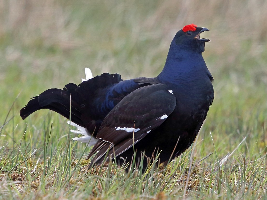 Black Grouse - Nigel Voaden