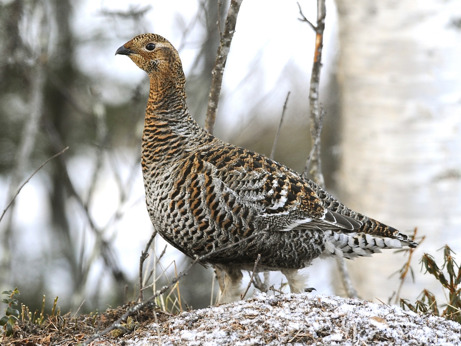 Black Grouse - Marc FASOL