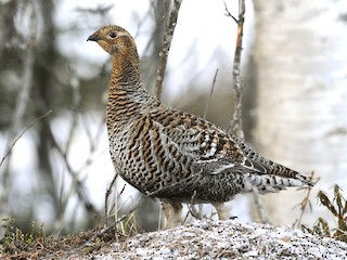 Black Grouse - eBird