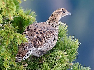 Black Grouse - eBird