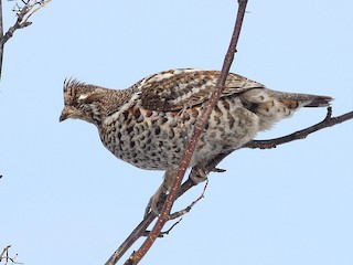 Hazel Grouse - eBird