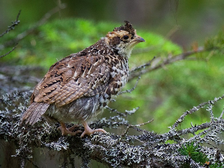 Hazel Grouse - Lars Petersson | My World of Bird Photography