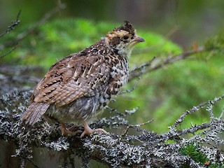 Hazel Grouse - eBird