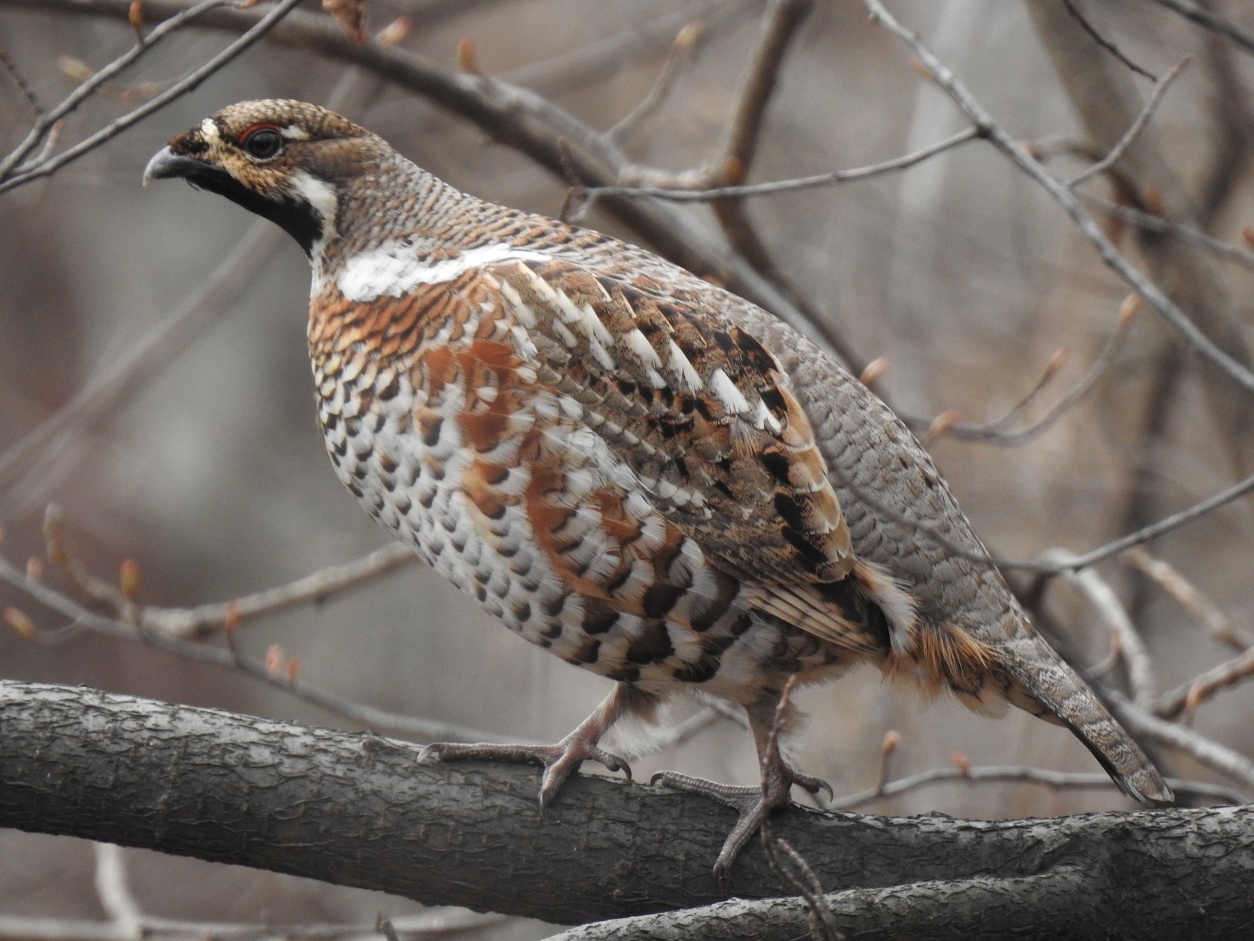 Hazel Grouse - Jupiter Jeon