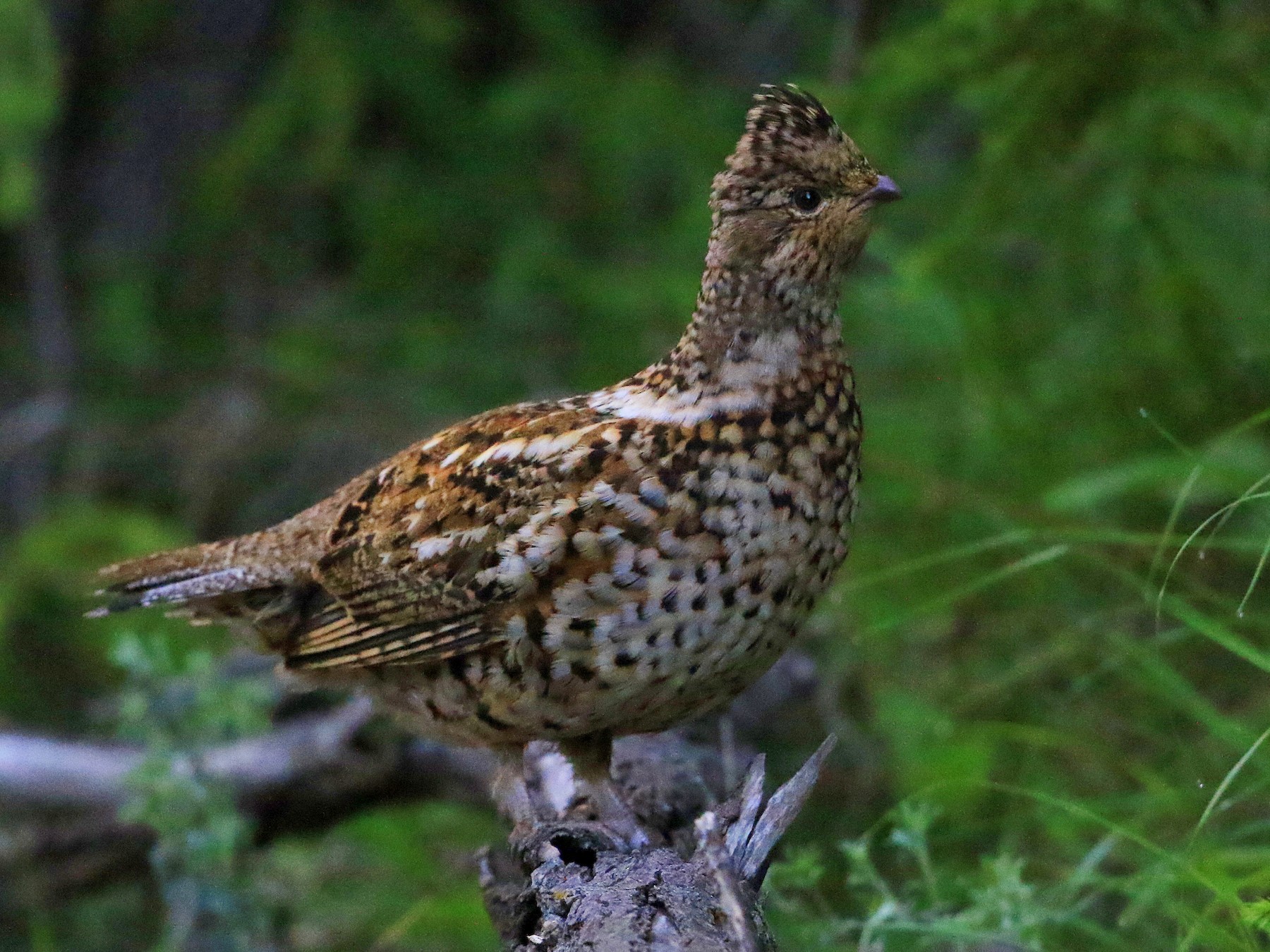 Hazel Grouse - Fanis Theofanopoulos (ASalafa Deri)