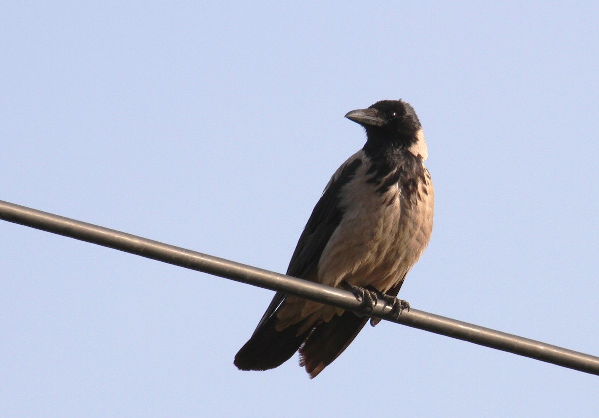 Hooded Crow - yuda siliki