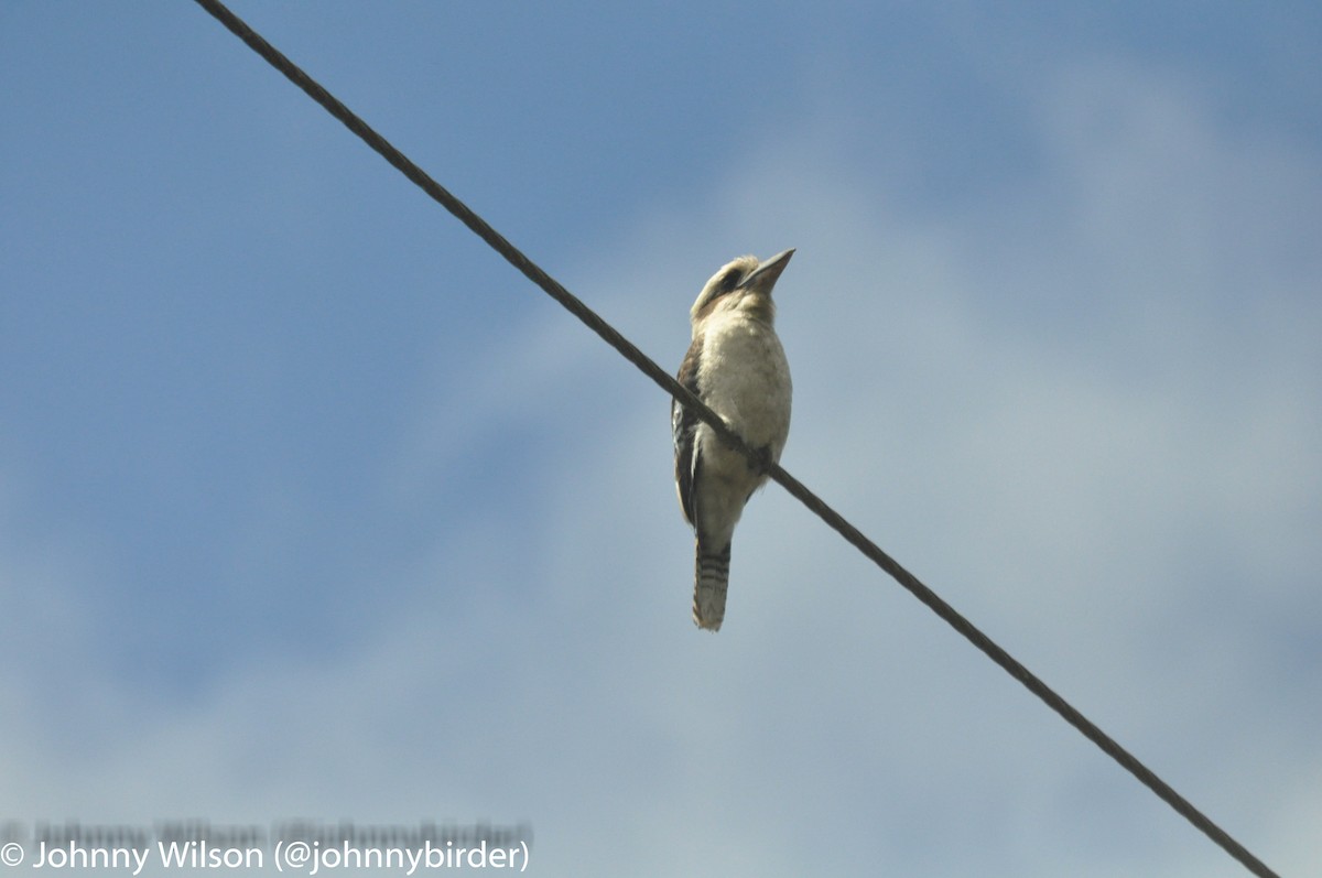 eBird Checklist - 2 Dec 2011 - Great Otway National Park--Erskine Falls ...