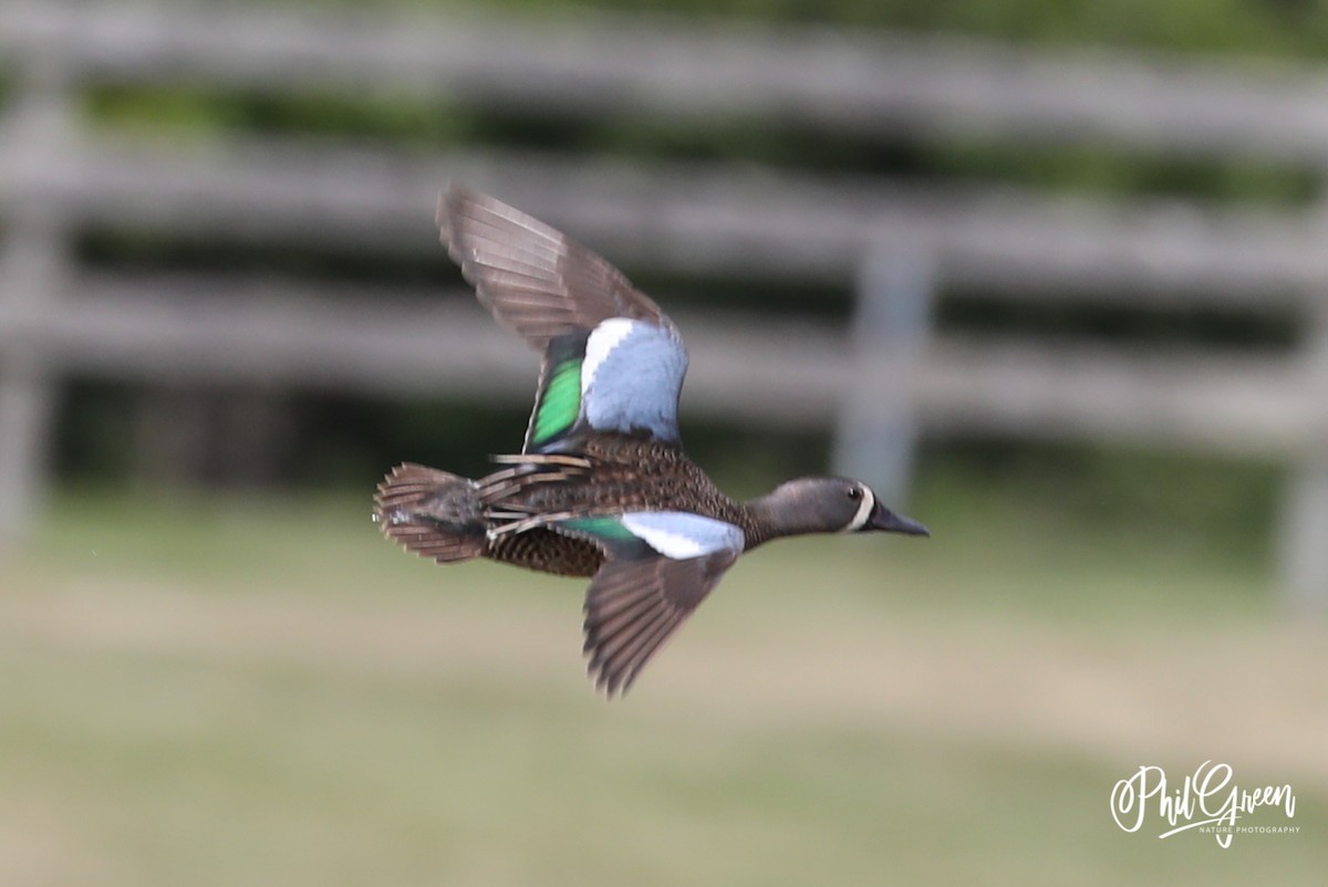 Blue-winged Teal - Phil Green