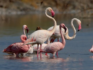 นกเต็มวัย (with Lesser Flamingo) - Maurizio Ravasini - ML242154951