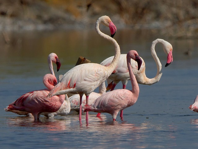 Adult (with Lesser Flamingo) - Greater Flamingo - 